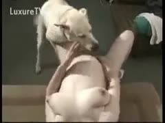 A dog gets bonked by a white cheating wife.